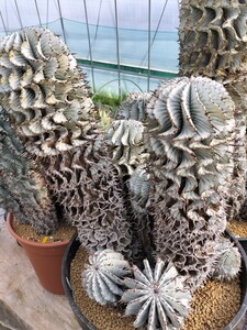  selection . trunk futoshi Zebra Hori da succulent plant cactus ko- Dex 