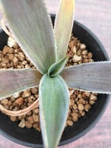 アガベ　グアダラハラナ　錦　オリジナル実生苗のカキ仔　斑入り　サボテン　多肉植物　agave　varigated　チタノタ　パリー　_画像6