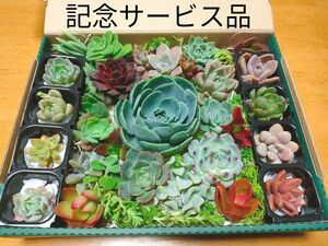 多肉植物 (カラフル多肉弁当 宅急便コンパクト版) 七福神入りカット苗