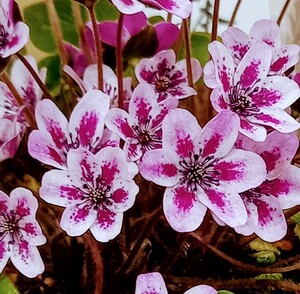 斑入り山野草　雪割草種【火垂】咲き分け斑入りセルフ品　日本雪割草協会珍品銅賞受賞花　№　２１　送料無料。