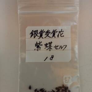 斑入り山野草 雪割草種子【紫蝶】セルフ 日本雪割草協会実生新花銀賞受賞 № １８ 送料無料。の画像2