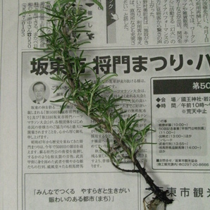 ◆ローズマリ・根付き苗木20cm・直立性◆①