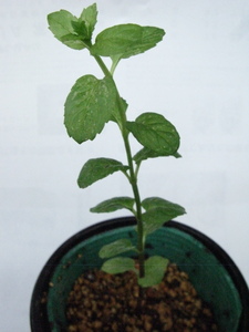 * spare mint. seedling, root attaching * length 16cm*