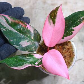 No.018/-TGK-r50404-/Philodendron Pink princess ’Marble king‘/フィロデンドロン ピンクプリンセンス ’マーブルキング‘の画像7