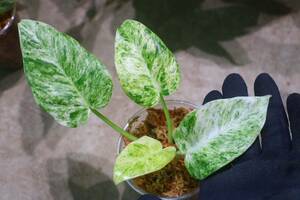 No.03/-TGK-r0306-/フィロデンドロン ギガンチウム/ Philodendron giganteum 'Variegated'