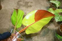 No.010/-TGK-/フィロデンドロン インペリアル イエローフレーム/Philodendron 'Imperial Yellow flame'_画像6