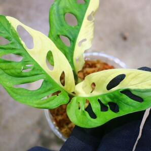 No.06/-TGK-/マドカズラ/モンステラ アダンソニー ‘白斑入り’/Monstera adansonii ‘White Variegated‘の画像3