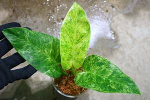 No.017/-TGK-r0306-/フィロデンドロン ギガンチウム/ Philodendron giganteum 'Variegated'