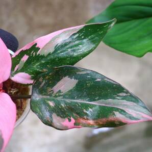 No.018/-TGK-r50404-/Philodendron Pink princess ’Marble king‘/フィロデンドロン ピンクプリンセンス ’マーブルキング‘の画像3