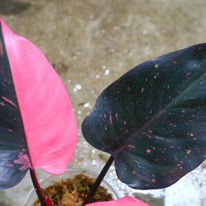 No.023/-TGK-r50404-/Philodendron Pink princess ’Marble king‘/フィロデンドロン ピンクプリンセンス ’マーブルキング‘の画像8