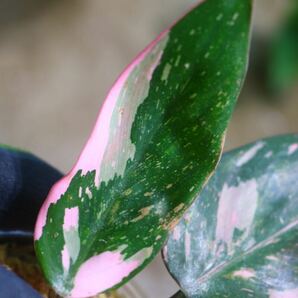 No.018/-TGK-r50404-/Philodendron Pink princess ’Marble king‘/フィロデンドロン ピンクプリンセンス ’マーブルキング‘の画像6