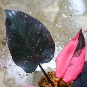 No.023/-TGK-r50404-/Philodendron Pink princess ’Marble king‘/フィロデンドロン ピンクプリンセンス ’マーブルキング‘の画像7