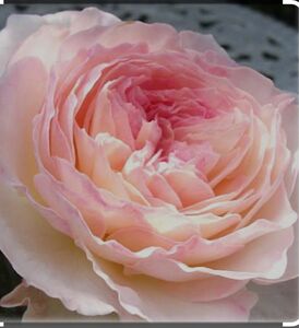 ★人気薔薇　DA. K挿し木苗★薔薇苗★四季咲き★強健★バラ★薔薇★フロリバンダ