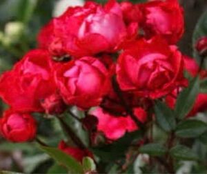 ポリアンサローズ　マザーズディー赤薔薇苗　挿木苗　薔薇　バラ　四季咲き