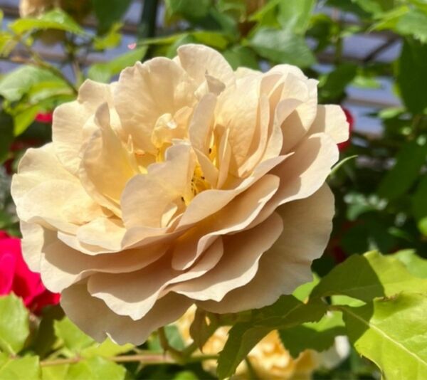 ★人気茶薔薇　挿し木苗★薔薇苗★四季咲き★強健★バラ★薔薇★フロリバンダ