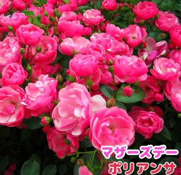 ポリアンサーローズピンク　四季咲き★薔薇★薔薇苗★挿し木苗★バラ★強健★初心者向け