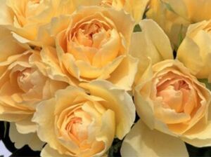 和薔薇★四季咲き★薔薇★薔薇苗★挿し木苗★バラ★強健★初心者向け