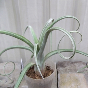 「チランジア・カーリースリム＊Tillandsia Curly Slim」2.5号　写真同等品　