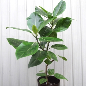 写真現物「フィカス・アルテシマ 曲げ幹＊Ficus altissima」６号　