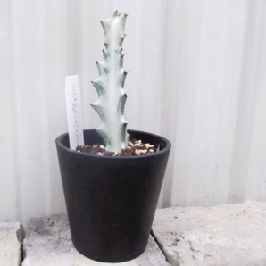 「ラクテア・ホワイトゴースト＊Euphorbia lactea White Ghost」3.5号 写真同等品 の画像1