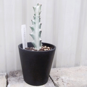 「ラクテア・ホワイトゴースト＊Euphorbia lactea White Ghost」3.5号　写真同等品　