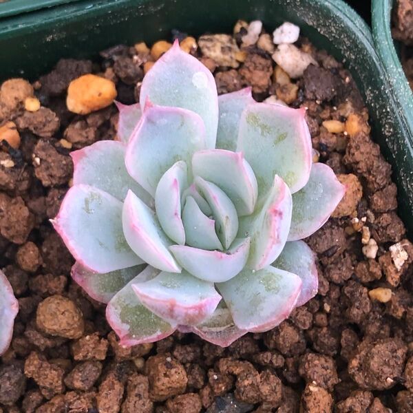 多肉植物　ミックスベリア　恋煩い　繁殖苗