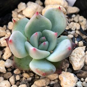 多肉植物　おらいさん苗　ラウリンゼ×そわそわ　繁殖苗