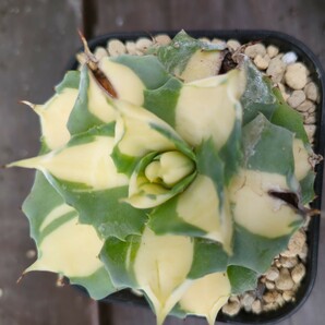 アガベ 多肉植物 王妃雷神錦 黄中斑 抜き苗の画像7