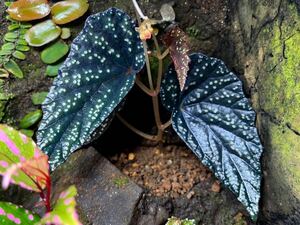 Begonia phoeniogramma Ⅰ ベゴニア フォエニオグランマ l 葉挿し苗　パルダリウム/ビバリウム/熱帯植物