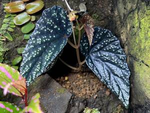 Begonia phoeniogramma Ⅰ ベゴニア フォエニオグランマ l 子株　パルダリウム/ビバリウム/熱帯植物