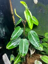 Peperomia eburnea aff カット苗　ペペロミア/パルダリウム/ビバリウム/熱帯植物_画像1