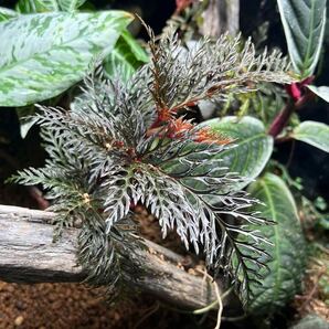 Begonia bipinnatifida ベゴニア ビピンナティフィダ 葉挿し苗 パルダリウム/ビバリウム/熱帯植物/原種の画像3