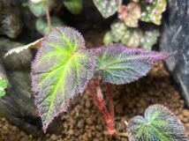 Begonia sp.Sumatera Utara 【HW0816-01】子株　ベゴニア/熱帯植物/パルダリウム_画像3