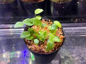 Begonia vankerckhovenii ベゴニア ヴァンケルコウェニー　原種ベゴニア/パルダリウム/熱帯植物