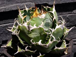 【ever plants】Agave titanota 白鯨（4C113）チタノタ、オテロイ、ハクゲイ