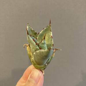 【ever plants】Agave gypsophila×isthmensis 姫蠍蟹（2626）蠍蟹B、ジプソフィラ、イシスメンシスの画像5