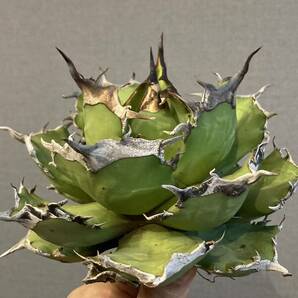 【ever plants】Agave titanota Dennis043（4c304）デニス043、チタノタ、オテロイ、狂闘牛の画像1