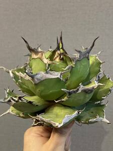 【ever plants】Agave titanota Dennis043（4c304）デニス043、チタノタ、オテロイ、狂闘牛