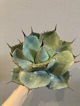 【ever plants】Agave parryi var.truncata、パリー、トランカータ、トルンカータ_画像1