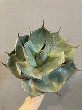 【ever plants】Agave parryi var.truncata、パリー、トランカータ、トルンカータ_画像4