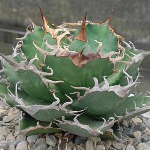 【ever plants】Agave titanota Dennis020（4C308）デニス020、チタノタ、オテロイの画像7