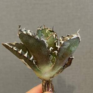 【ever plants】Agave titanota 白鯨（4C116）チタノタ、オテロイ、ハクゲイ、シロクジラの画像5