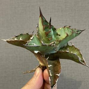 【ever plants】Agave titanota 鯊魚牙齒（4C031）チタノタ、オテロイ、シャークトゥースの画像2