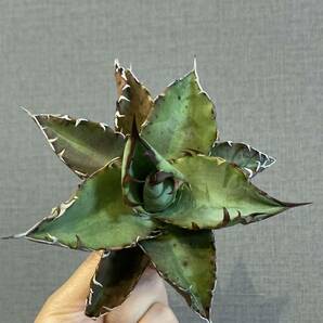 【ever plants】Agave titanota 鯊魚牙齒（4C031）チタノタ、オテロイ、シャークトゥースの画像5