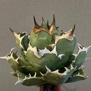 【ever plants】Agave titanota 姫厳龍（1B023）チタノタ、オテロイ、ヒメゲンリュウの画像3