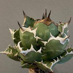 【ever plants】Agave titanota 姫厳龍（1B023）チタノタ、オテロイ、ヒメゲンリュウの画像4