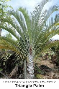 [ вид 10 шт ] треугольник pa-m*mi блеск cocos nucifera * треугольник cocos nucifera 