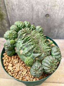 Euphorbia obesa F98【綴化・子吹】ユーフォルビア オベサ