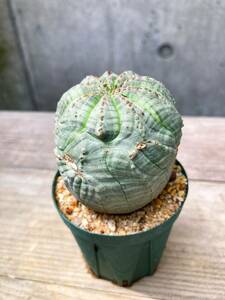 Euphorbia obesa F107【モンスト】ユーフォルビア オベサ