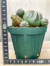 Euphorbia obesa F114【綴化・子吹】ユーフォルビア オベサ_画像10